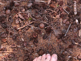 Prickly pinecones