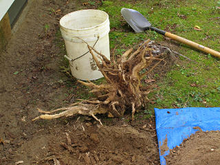 Mongo rip out tree stump with bare hands!