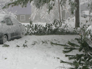 Pine limbs down, almost hit the car