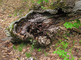 Gnarly trunk with galls
