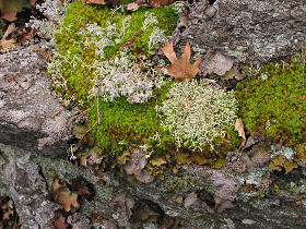 Moss and lichen variety
