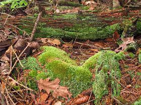 More types of moss