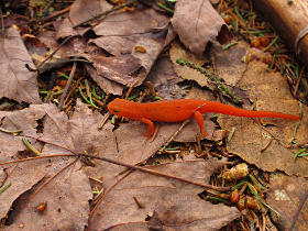 Orange newt
