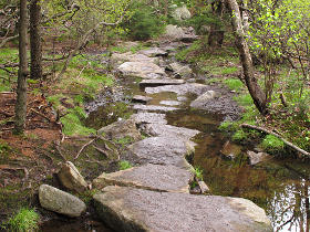 Watery path with placed stones