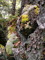 A wider variety of lichens