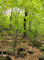 Beech woods along lower trails