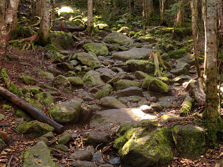 Moss-covered rocks form the trail up