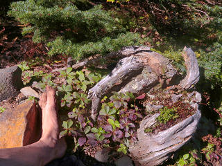 New life growing in an old stump