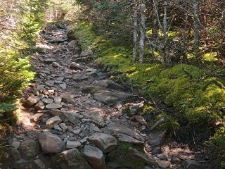 Well-worn trail lined with rich moss
