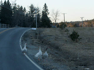 geese in the road