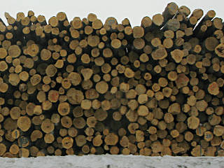 ends of logs piled up